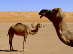 Kamele - R. Breuser