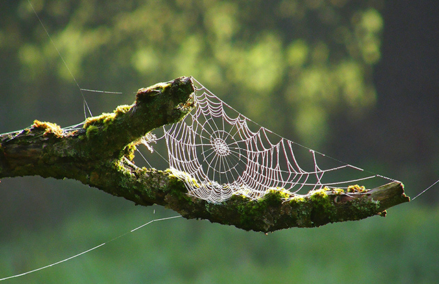 Spinnennetz - A. Schwarz